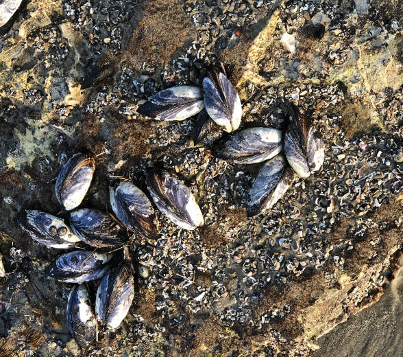 California Mussels