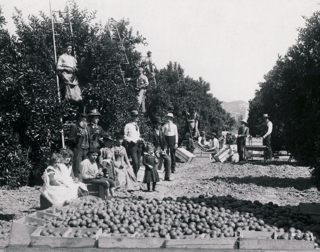 irvine citrus picking history